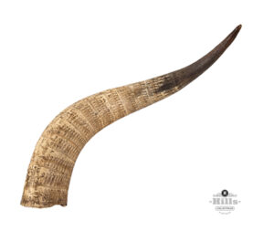 Zulu engraved cattle horn