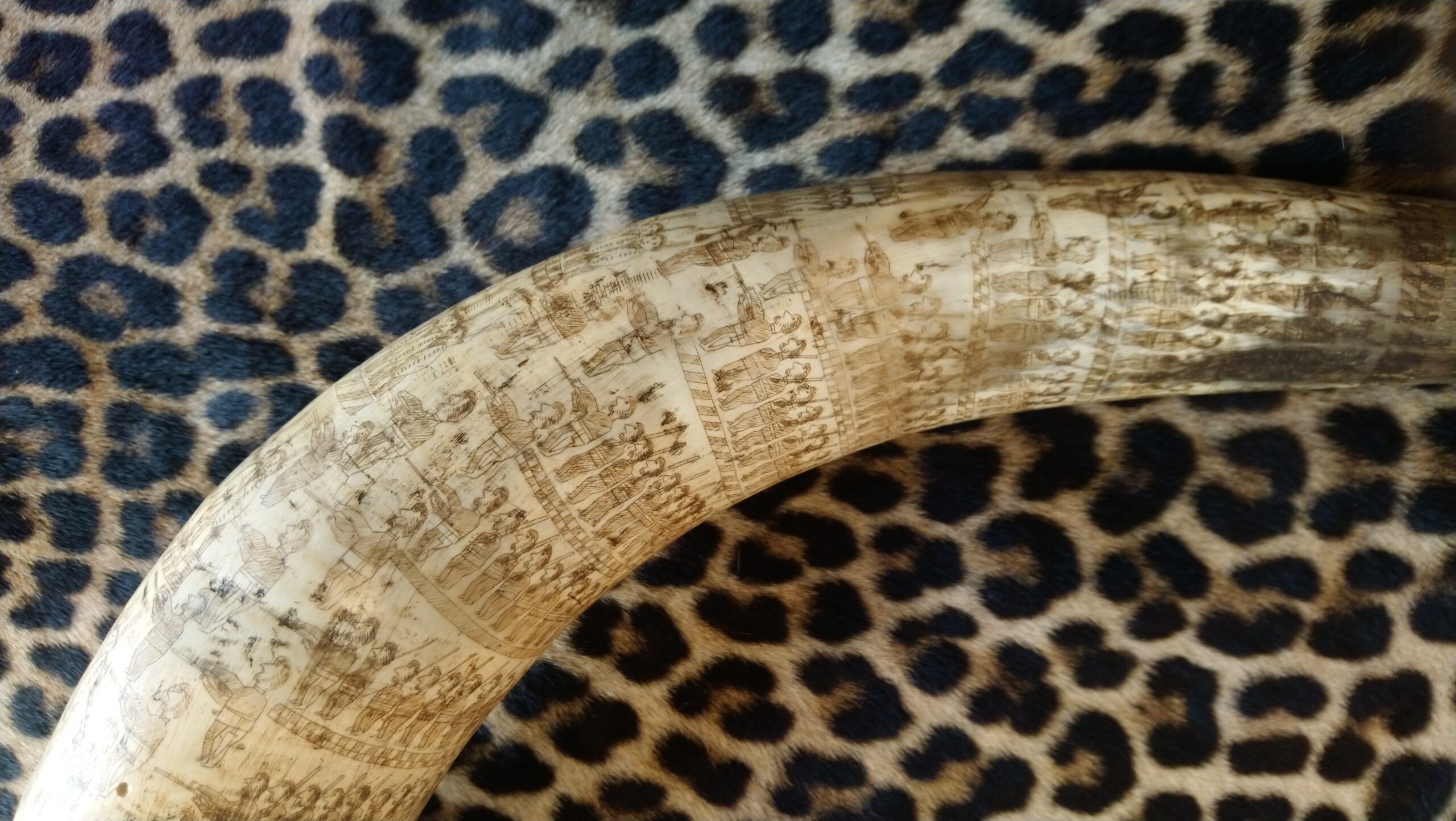 Engraved Zulu Cattle Horn