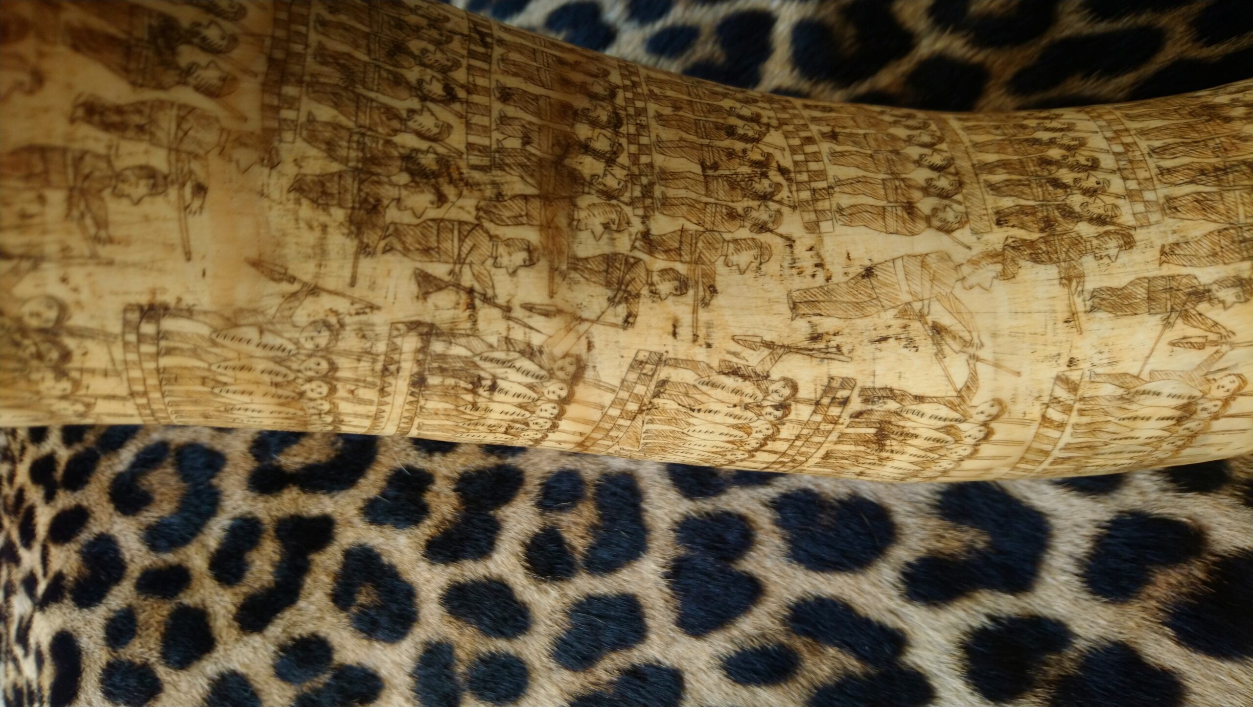 Engraved Zulu Cattle Horn