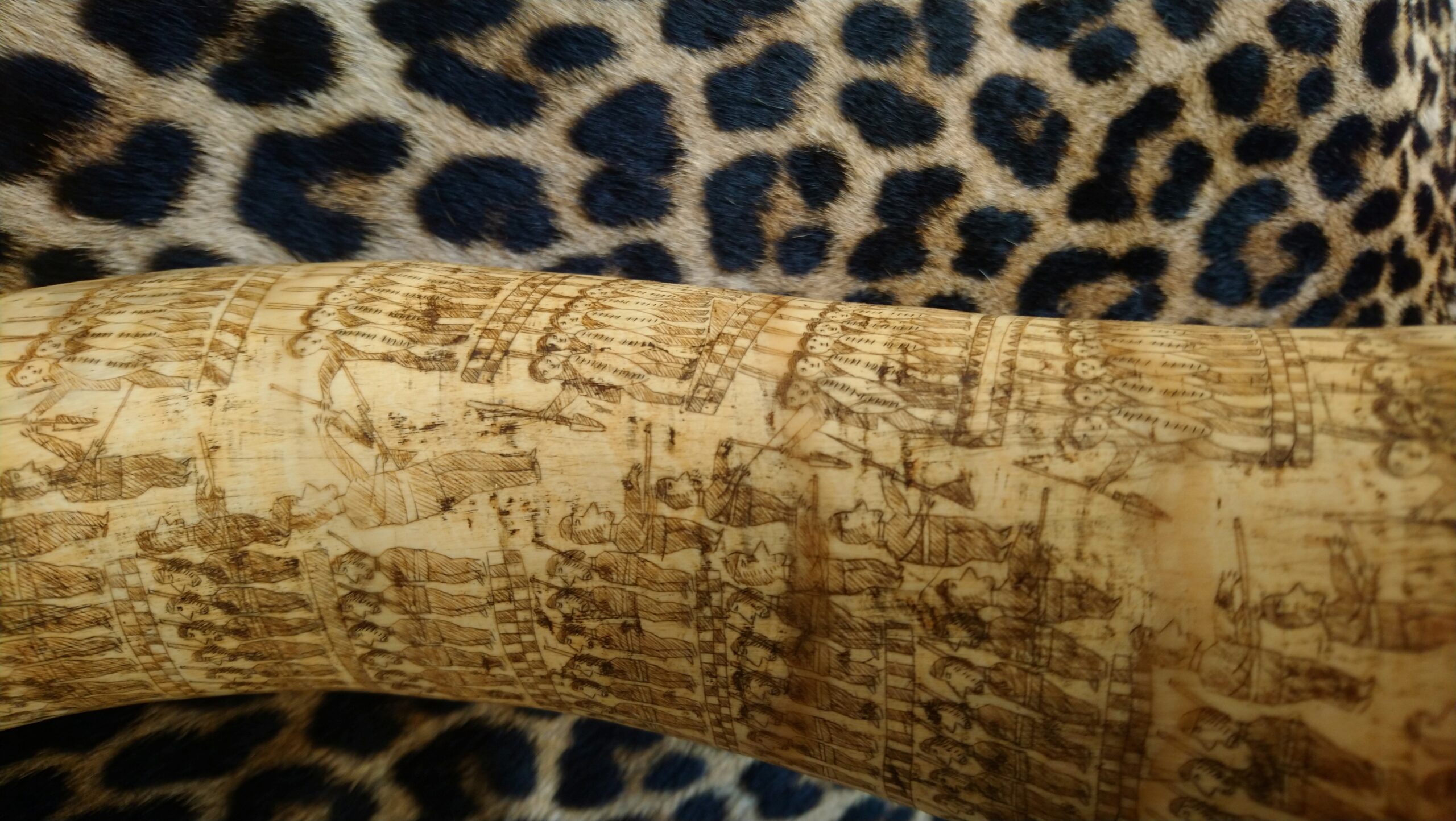 Engraved Zulu Cattle Horn