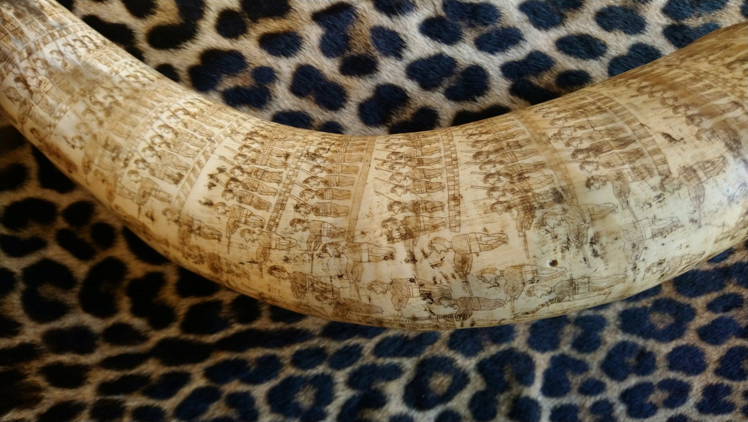 Engraved Zulu Cattle Horn