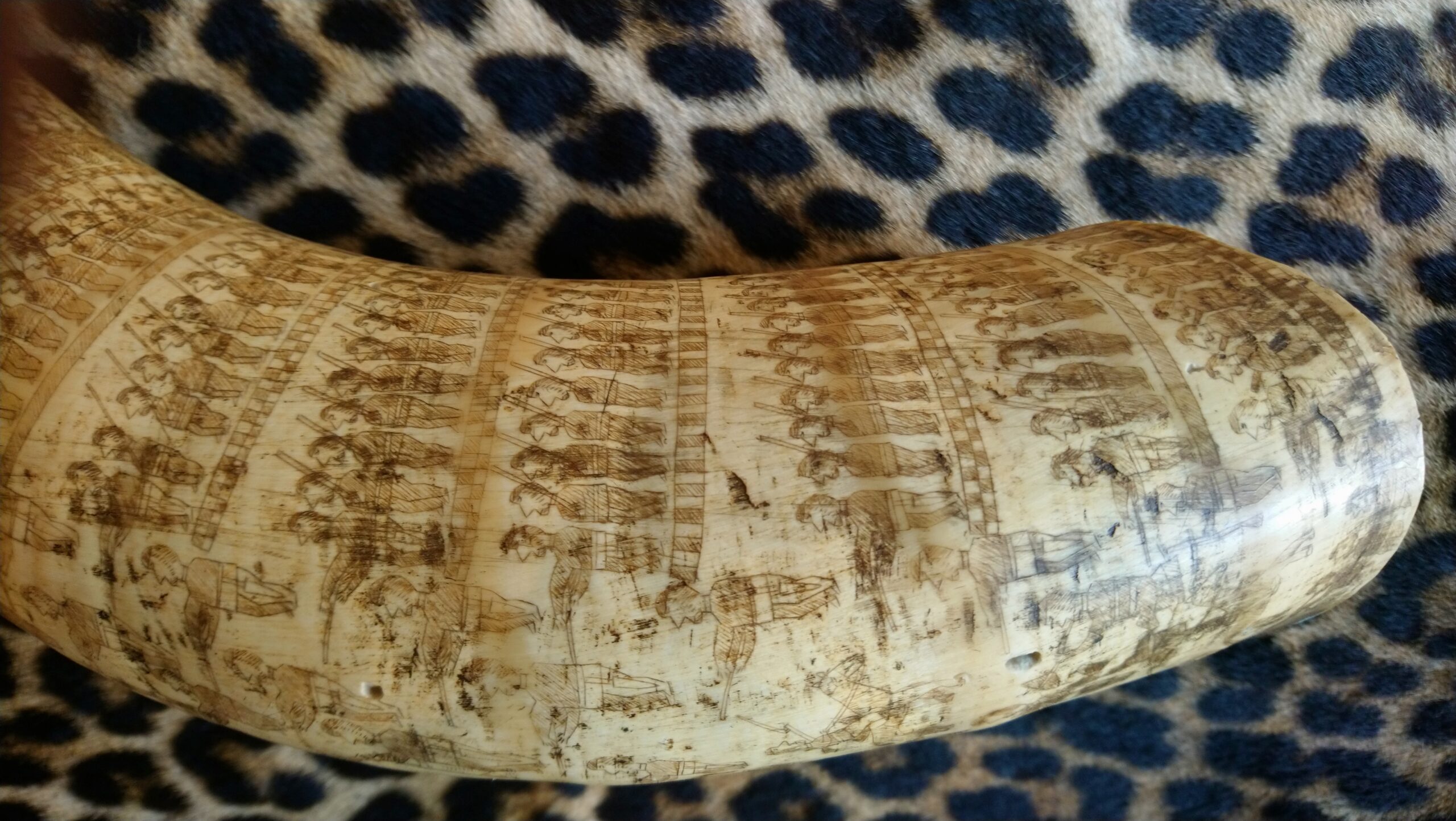 Engraved Zulu Cattle Horn