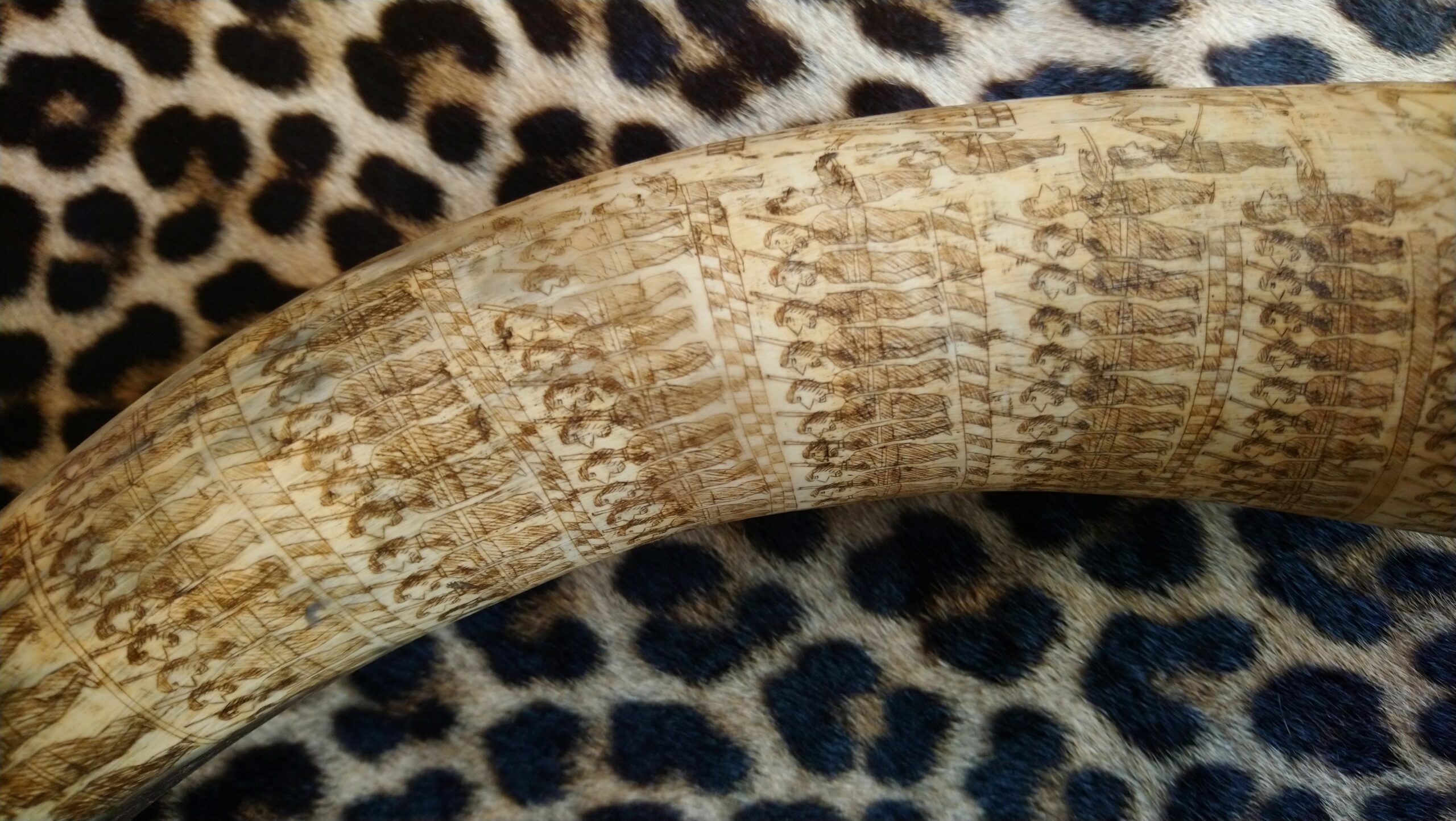 Engraved Zulu Cattle Horn